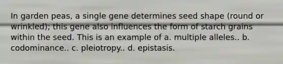 In garden peas, a single gene determines seed shape (round or wrinkled); this gene also influences the form of starch grains within the seed. This is an example of a. multiple alleles.. b. codominance.. c. pleiotropy.. d. epistasis.