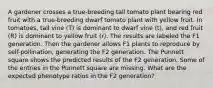 A gardener crosses a true-breeding tall tomato plant bearing red fruit with a true-breeding dwarf tomato plant with yellow fruit. In tomatoes, tall vine (T) is dominant to dwarf vine (t), and red fruit (R) is dominant to yellow fruit (r). The results are labeled the F1 generation. Then the gardener allows F1 plants to reproduce by self-pollination, generating the F2 generation. The Punnett square shows the predicted results of the F2 generation. Some of the entries in the Punnett square are missing. What are the expected phenotype ratios in the F2 generation?