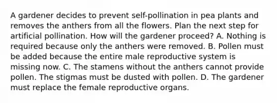 A gardener decides to prevent self-pollination in pea plants and removes the anthers from all the flowers. Plan the next step for artificial pollination. How will the gardener proceed? A. Nothing is required because only the anthers were removed. B. Pollen must be added because the entire male reproductive system is missing now. C. The stamens without the anthers cannot provide pollen. The stigmas must be dusted with pollen. D. The gardener must replace the female reproductive organs.