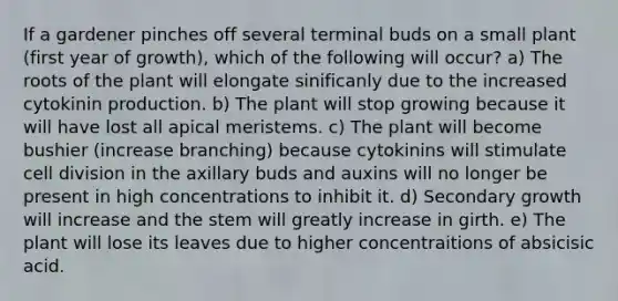 If a gardener pinches off several terminal buds on a small plant (first year of growth), which of the following will occur? a) The roots of the plant will elongate sinificanly due to the increased cytokinin production. b) The plant will stop growing because it will have lost all apical meristems. c) The plant will become bushier (increase branching) because cytokinins will stimulate <a href='https://www.questionai.com/knowledge/kjHVAH8Me4-cell-division' class='anchor-knowledge'>cell division</a> in the axillary buds and auxins will no longer be present in high concentrations to inhibit it. d) Secondary growth will increase and the stem will greatly increase in girth. e) The plant will lose its leaves due to higher concentraitions of absicisic acid.