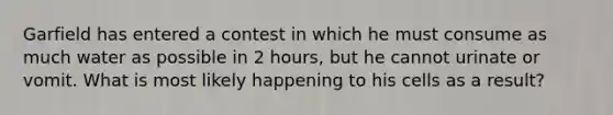 Garfield has entered a contest in which he must consume as much water as possible in 2 hours, but he cannot urinate or vomit. What is most likely happening to his cells as a result?