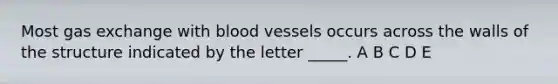 Most gas exchange with blood vessels occurs across the walls of the structure indicated by the letter _____. A B C D E