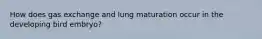 How does gas exchange and lung maturation occur in the developing bird embryo?