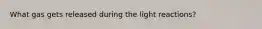 What gas gets released during the light reactions?