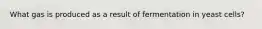 What gas is produced as a result of fermentation in yeast cells?