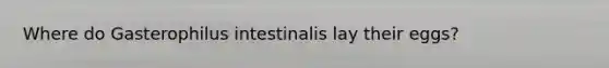 Where do Gasterophilus intestinalis lay their eggs?