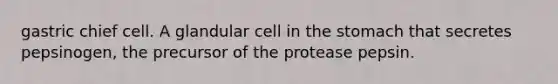 gastric chief cell. A glandular cell in the stomach that secretes pepsinogen, the precursor of the protease pepsin.