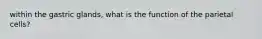 within the gastric glands, what is the function of the parietal cells?