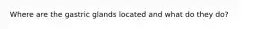 Where are the gastric glands located and what do they do?