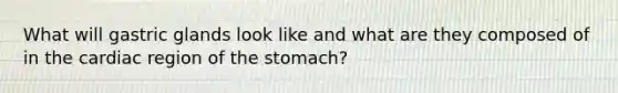 What will gastric glands look like and what are they composed of in the cardiac region of the stomach?