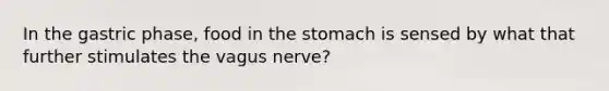 In the gastric phase, food in the stomach is sensed by what that further stimulates the vagus nerve?