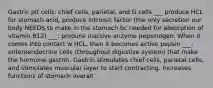 Gastric pit cells: chief cells, parietal, and G cells ___ produce HCL for stomach acid, produce intrinsic factor (the only secretion our body NEEDS to make in the stomach bc needed for absorption of vitamin B12) ___: produce inactive enzyme pepsinogen. When it comes into contact w HCL, then it becomes active pepsin ___: enteroendocrine cells (throughout digestive system) that make the hormone gastrin. Gastrin stimulates chief cells, parietal cells, and stimulates muscular layer to start contracting. Increases functions of stomach overall