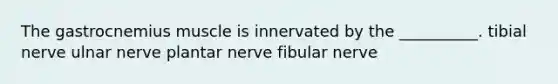 The gastrocnemius muscle is innervated by the __________. tibial nerve ulnar nerve plantar nerve fibular nerve