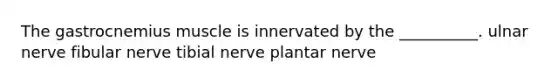 The gastrocnemius muscle is innervated by the __________. ulnar nerve fibular nerve tibial nerve plantar nerve