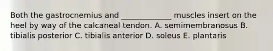 Both the gastrocnemius and _____________ muscles insert on the heel by way of the calcaneal tendon. A. semimembranosus B. tibialis posterior C. tibialis anterior D. soleus E. plantaris