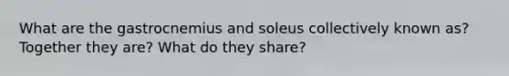 What are the gastrocnemius and soleus collectively known as? Together they are? What do they share?