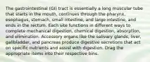 The gastrointestinal (GI) tract is essentially a long muscular tube that starts in the mouth, continues through the pharynx, esophagus, stomach, small intestine, and large intestine, and ends in the rectum. Each site functions in different ways to complete mechanical digestion, chemical digestion, absorption, and elimination. Accessory organs like the salivary glands, liver, gallbladder, and pancreas produce digestive secretions that act on specific nutrients and assist with digestion. Drag the appropriate items into their respective bins.