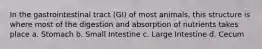 In the gastrointestinal tract (GI) of most animals, this structure is where most of the digestion and absorption of nutrients takes place a. Stomach b. Small Intestine c. Large Intestine d. Cecum