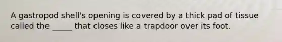 A gastropod shell's opening is covered by a thick pad of tissue called the _____ that closes like a trapdoor over its foot.