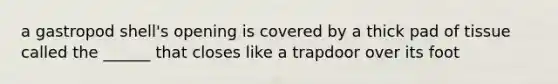 a gastropod shell's opening is covered by a thick pad of tissue called the ______ that closes like a trapdoor over its foot