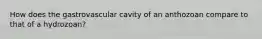 How does the gastrovascular cavity of an anthozoan compare to that of a hydrozoan?