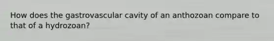 How does the gastrovascular cavity of an anthozoan compare to that of a hydrozoan?