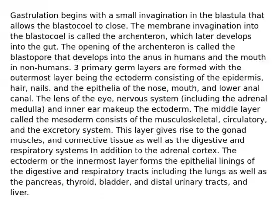 Gastrulation begins with a small invagination in the blastula that allows the blastocoel to close. The membrane invagination into the blastocoel is called the archenteron, which later develops into the gut. The opening of the archenteron is called the blastopore that develops into the anus in humans and the mouth in non-humans. 3 primary germ layers are formed with the outermost layer being the ectoderm consisting of the epidermis, hair, nails. and the epithelia of the nose, mouth, and lower anal canal. The lens of the eye, nervous system (including the adrenal medulla) and inner ear makeup the ectoderm. The middle layer called the mesoderm consists of the musculoskeletal, circulatory, and the excretory system. This layer gives rise to the gonad muscles, and connective tissue as well as the digestive and respiratory systems In addition to the adrenal cortex. The ectoderm or the innermost layer forms the epithelial linings of the digestive and respiratory tracts including the lungs as well as the pancreas, thyroid, bladder, and distal urinary tracts, and liver.