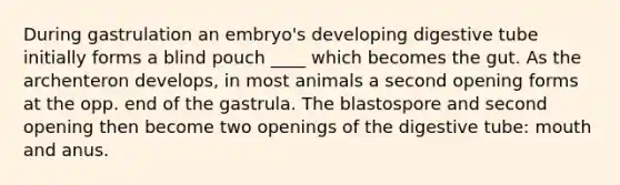 During gastrulation an embryo's developing digestive tube initially forms a blind pouch ____ which becomes the gut. As the archenteron develops, in most animals a second opening forms at the opp. end of the gastrula. The blastospore and second opening then become two openings of the digestive tube: mouth and anus.