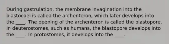 During gastrulation, the membrane invagination into the blastocoel is called the archenteron, which later develops into the ____. The opening of the archenteron is called the blastopore. In deuterostomes, such as humans, the blastopore develops into the ____. In protostomes, it develops into the ____.