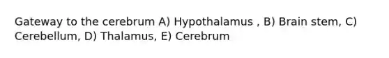 Gateway to the cerebrum A) Hypothalamus , B) Brain stem, C) Cerebellum, D) Thalamus, E) Cerebrum