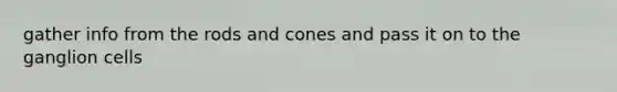 gather info from the rods and cones and pass it on to the ganglion cells