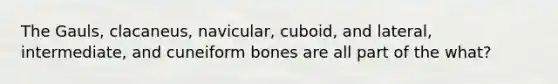 The Gauls, clacaneus, navicular, cuboid, and lateral, intermediate, and cuneiform bones are all part of the what?