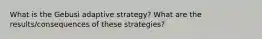 What is the Gebusi adaptive strategy? What are the results/consequences of these strategies?