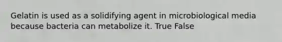 Gelatin is used as a solidifying agent in microbiological media because bacteria can metabolize it. True False