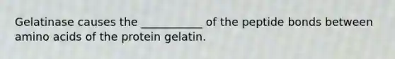 Gelatinase causes the ___________ of the peptide bonds between amino acids of the protein gelatin.