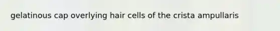 gelatinous cap overlying hair cells of the crista ampullaris