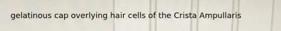 gelatinous cap overlying hair cells of the Crista Ampullaris