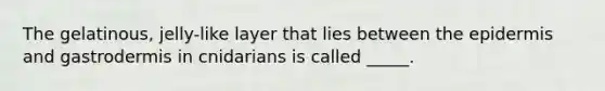 The gelatinous, jelly-like layer that lies between <a href='https://www.questionai.com/knowledge/kBFgQMpq6s-the-epidermis' class='anchor-knowledge'>the epidermis</a> and gastrodermis in cnidarians is called _____.
