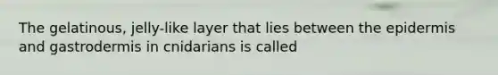 The gelatinous, jelly-like layer that lies between the epidermis and gastrodermis in cnidarians is called