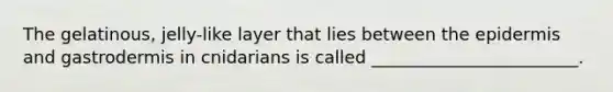 The gelatinous, jelly-like layer that lies between the epidermis and gastrodermis in cnidarians is called ________________________.
