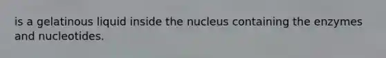 is a gelatinous liquid inside the nucleus containing the enzymes and nucleotides.