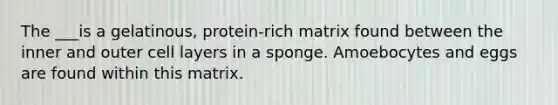 The ___is a gelatinous, protein-rich matrix found between the inner and outer cell layers in a sponge. Amoebocytes and eggs are found within this matrix.