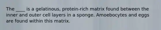 The ____ is a gelatinous, protein-rich matrix found between the inner and outer cell layers in a sponge. Amoebocytes and eggs are found within this matrix.