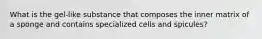 What is the gel-like substance that composes the inner matrix of a sponge and contains specialized cells and spicules?