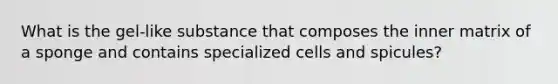 What is the gel-like substance that composes the inner matrix of a sponge and contains specialized cells and spicules?