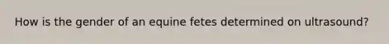 How is the gender of an equine fetes determined on ultrasound?