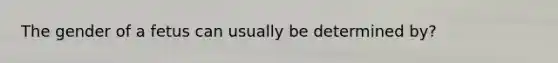 The gender of a fetus can usually be determined by?