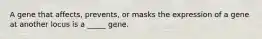 A gene that affects, prevents, or masks the expression of a gene at another locus is a _____ gene.