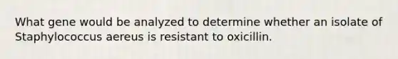 What gene would be analyzed to determine whether an isolate of Staphylococcus aereus is resistant to oxicillin.