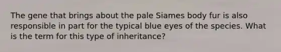 The gene that brings about the pale Siames body fur is also responsible in part for the typical blue eyes of the species. What is the term for this type of inheritance?